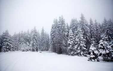 Winter landscape with snowy fir trees
