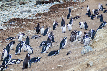Obraz premium Penguin colony on Isla Magdalena island in Magellan Strait, Chile