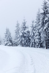 Obraz premium Winter landscape with snowy fir trees