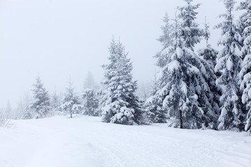 Winter landscape with snowy fir trees