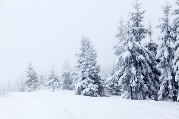 Winter landscape with snowy fir trees