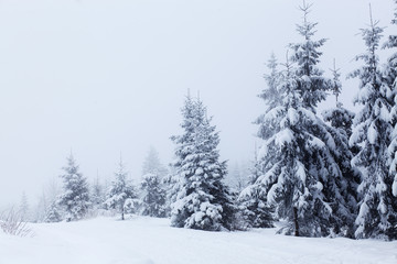 Obraz premium Winter landscape with snowy fir trees