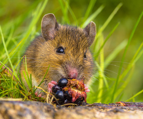 frontal view of Wild mouse eating blackberry