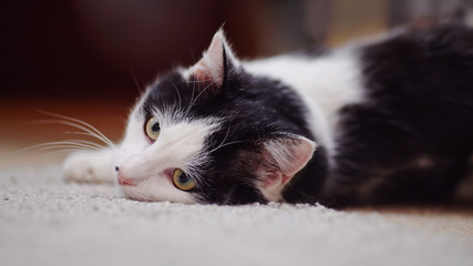 Portrait white with black the domestic cat