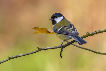 Great tit in autumn colors