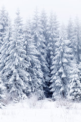 Winter landscape with snowy fir trees