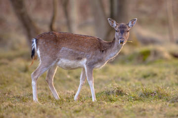 Female Fallow deer eating grass