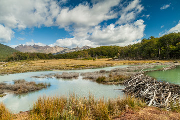 Beaver dam in Tierra del Fuego, Argentina