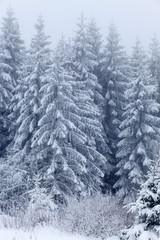 Winter landscape with snowy fir trees