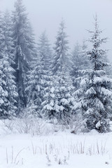 Winter landscape with snowy fir trees