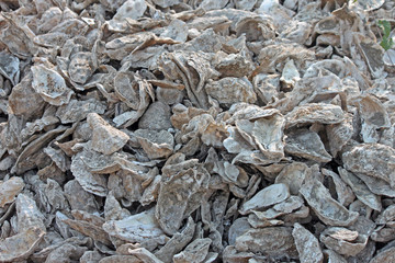 Closeup of a Discard Pile of Oyster Shells