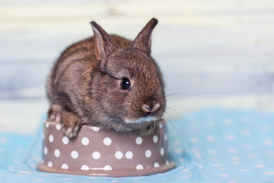 Charming baby rabbit sittin in bowl