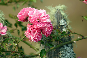 Pink Climbing Roses on a Mossy Fence