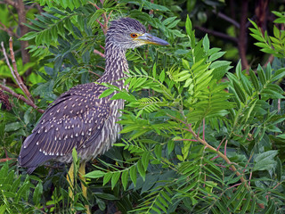Juvenile Black-crowned Night Heron