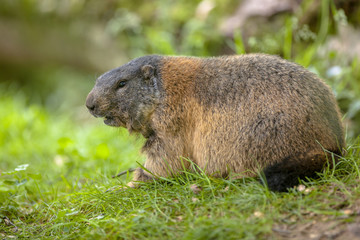 Alpine marmot resting in grass