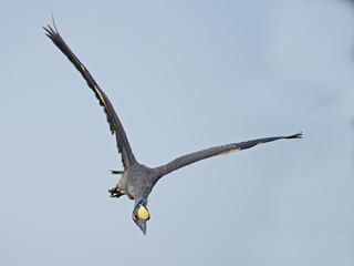 Yellow-crowned Night Heron in Flight