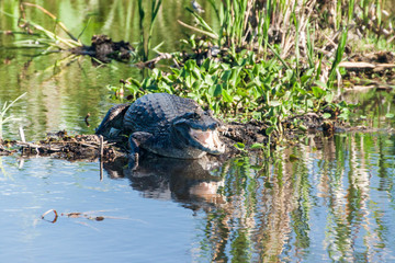 Yacare caiman (Caiman yacare)  in Esteros del Ibera, Argentina