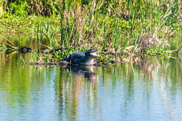 Yacare caiman (Caiman yacare)  in Esteros del Ibera, Argentina
