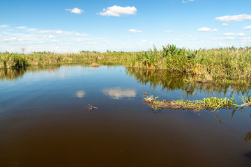 Fototapeta na wymiar Wetlands in Nature Reserve Esteros del Ibera, Argentina