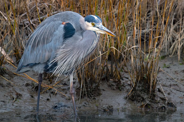 Great Blue Heron