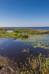 Obraz na płótnie Canvas Wetlands in Nature Reserve Esteros del Ibera, Argentina