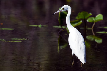 Juvenile Little Blue Heron