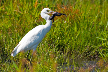 Juvenile Little Blue Heron with Frog