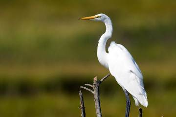 Fototapeta premium Great Egret