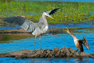 Great Blue Heron Fighting with Double-crested Cormorant
