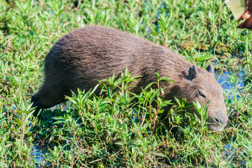 Capybara (Hydrochoerus hydrochaeris)  in Esteros del Ibera, Argentina