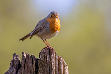 Robin on a wooden pole in a forest