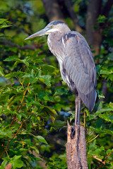 Great Blue Heron