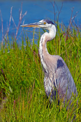 Great Blue Heron