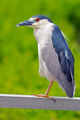 Black-crowned Night Heron