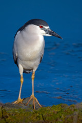 Black-crowned Night Heron