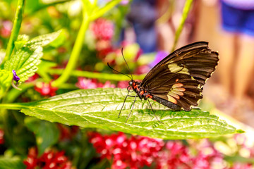 Beautiful butterfly