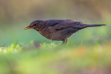 Female common blackbird profile