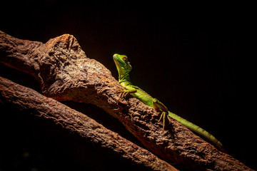Green lizard