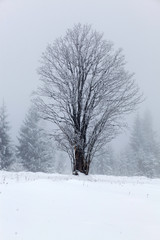 Fototapeta na wymiar Winter landscape with snowy fir trees