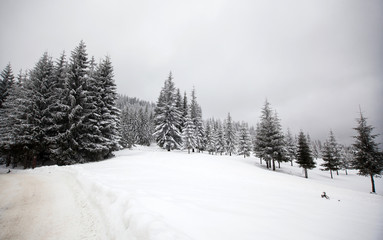 Winter landscape with snowy fir trees