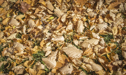 horizontal image of a background composition filled with autumn leaves great  for text and copy space.