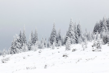 Winter landscape with snowy fir trees