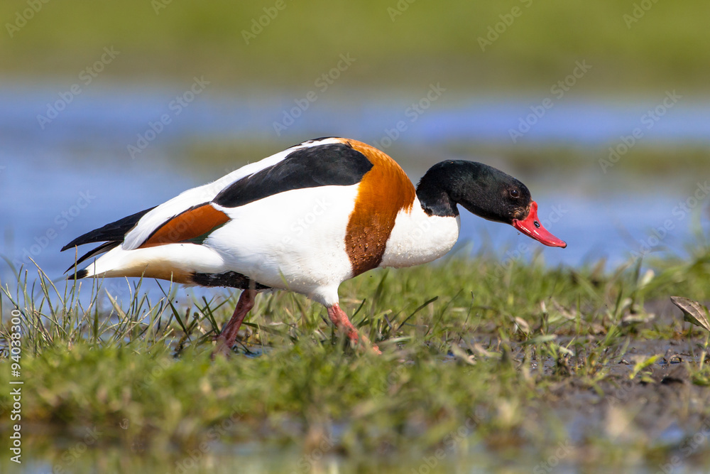 Poster common shelduck mudflat