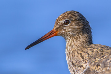 Common Redshank Head