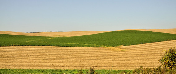 Midwestern Corn / Cornfield in Minnesota