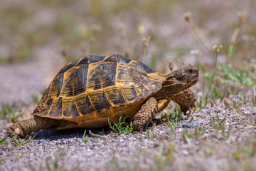 Moving Adult Spur-thighed tortoise