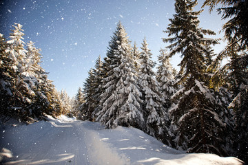 Winter landscape with snowy fir trees