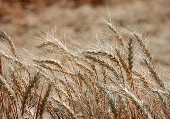 Fototapeta premium Closeup of Wheat Blowing on a Summer Breeze
