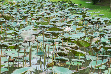 lotus pond