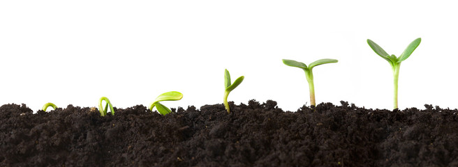 Growth Sequence - A sequence of seedlings growing progressively taller, isolated against a white...